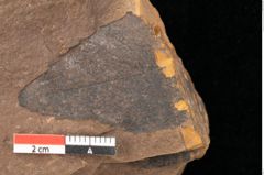 Foto (Detailsansicht) von Quercus palaeoilex Ettingshausen (NHMW-GEO-2024-0188-0961)